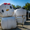 牧草を包んだ布が　キティちゃん！