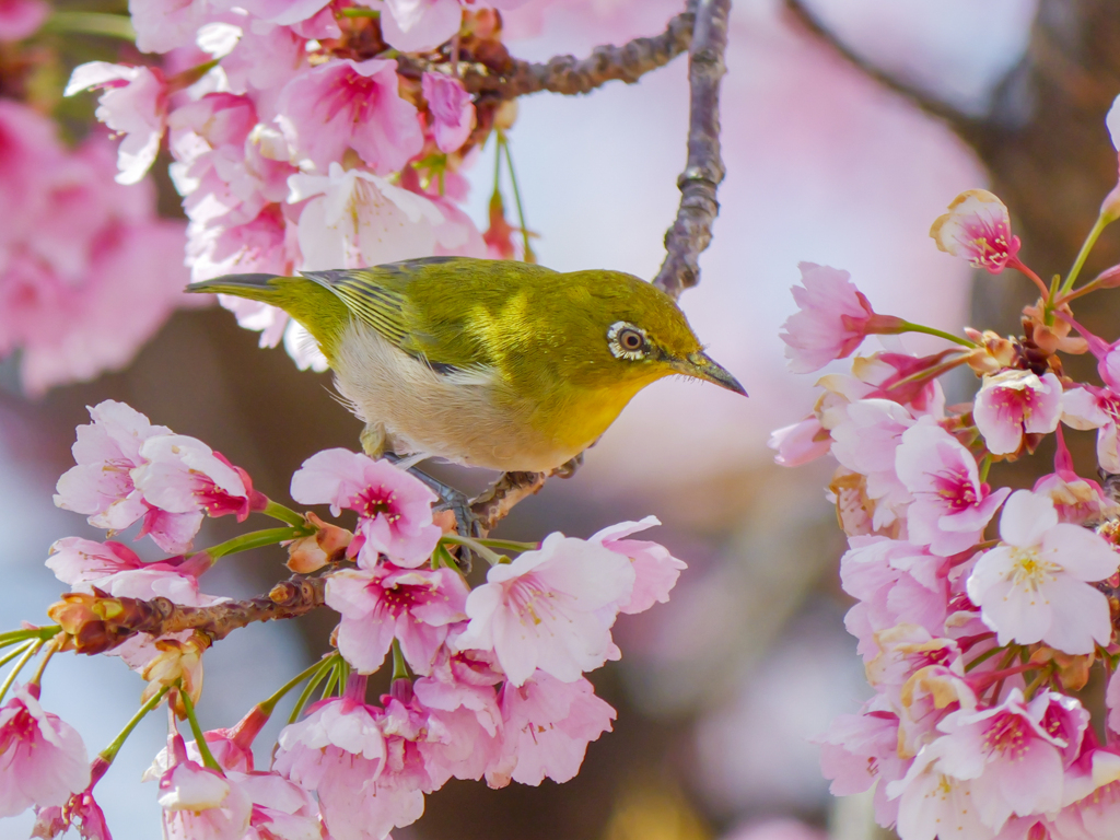 終盤の河津桜のメジロッティ＾＾￥２