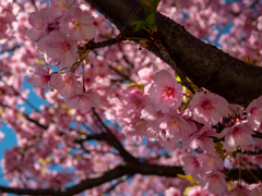 河津の桜！