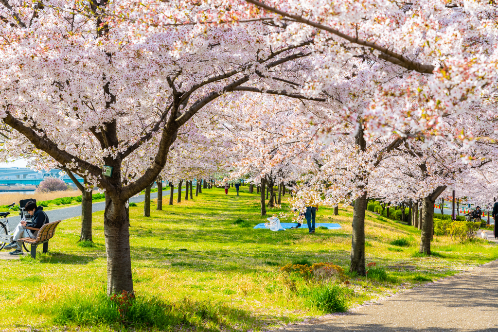 桜が雲のように