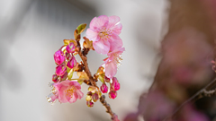 河津桜の季節＾＾￥