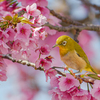 終盤の河津桜のメジロッティ＾＾￥３