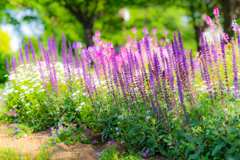 なんて名前の花なんだろう