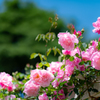バラ・Pink③