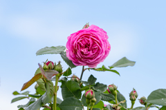 GWの薔薇＾＾￥