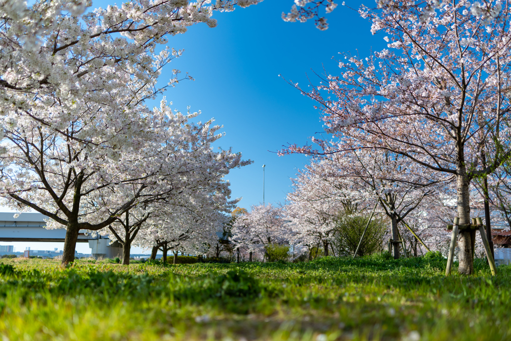 青と緑と桜の調和