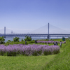 アグロステンマと吊り橋２＾＾￥