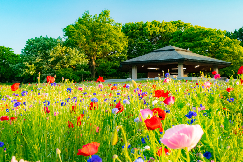 臨海公園 花畑の向こうにレストコテージと木