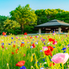 臨海公園 花畑の向こうにレストコテージと木