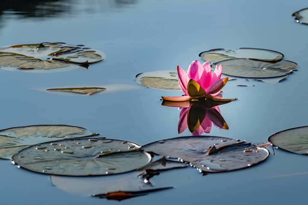 晩秋の花