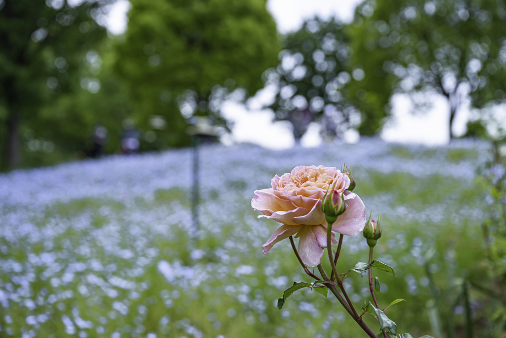 君にバラ薔薇＾＾￥