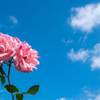 青空の秋バラ＾＾￥②