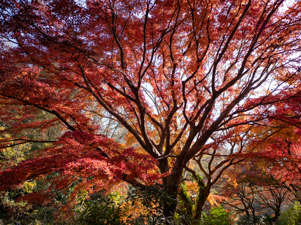 秋本番② 紅葉の木
