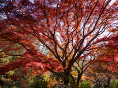 秋本番② 紅葉の木