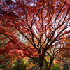 秋本番② 紅葉の木