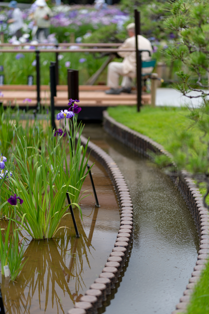堀切菖蒲園へ行こう！・・・画家へ続く道！