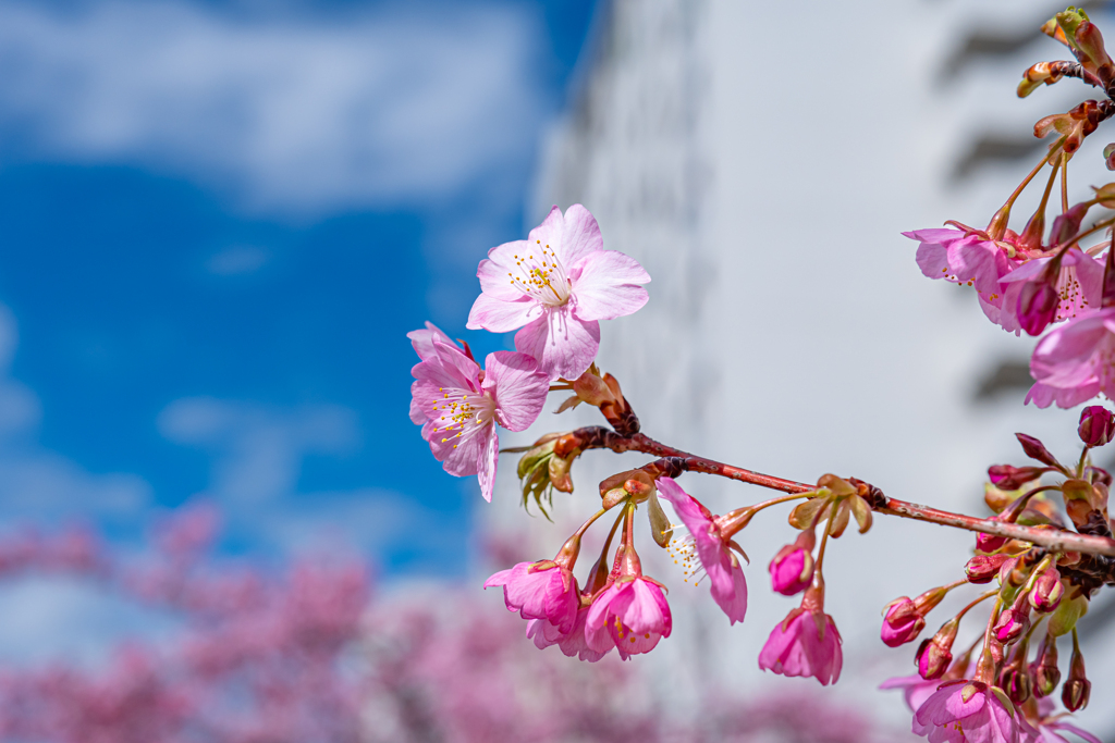 近所の河津桜＾＾￥　お久しぶりです！