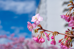 近所の河津桜＾＾￥　お久しぶりです！