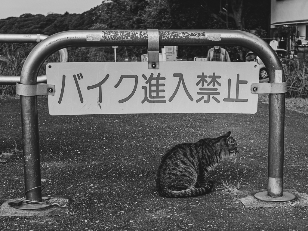 にゃんこん！そこで見張ってるのね！＾＾￥