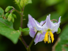 小さき花。雨露とともに