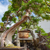 THE BONSAI③