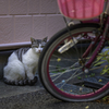 野良ネコと自転車＾＾￥