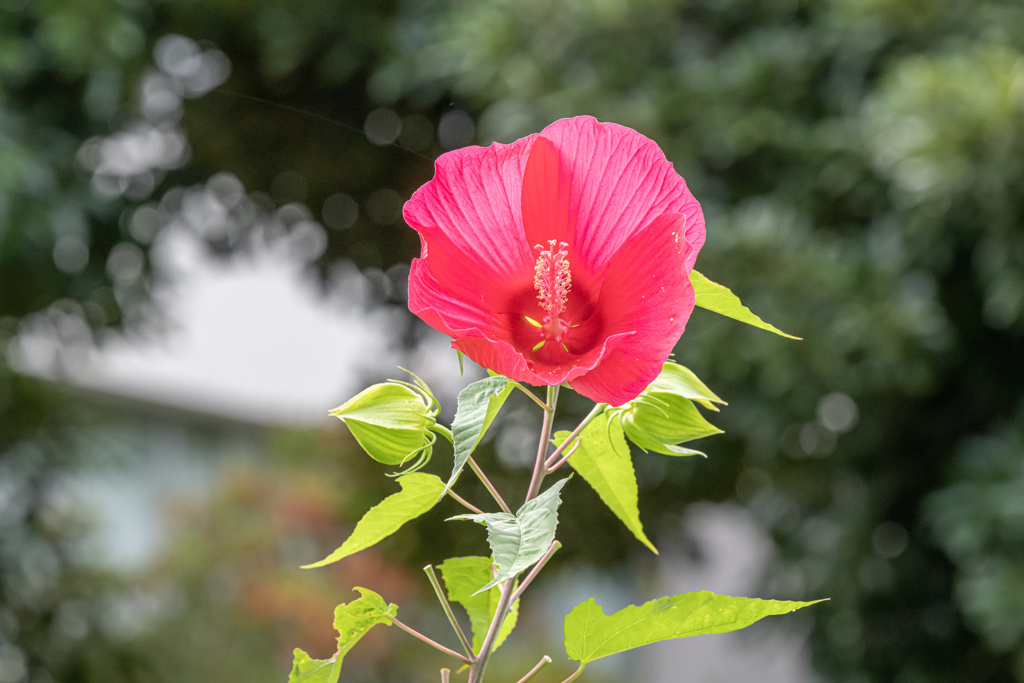 夏のハイビスカス＾＾￥