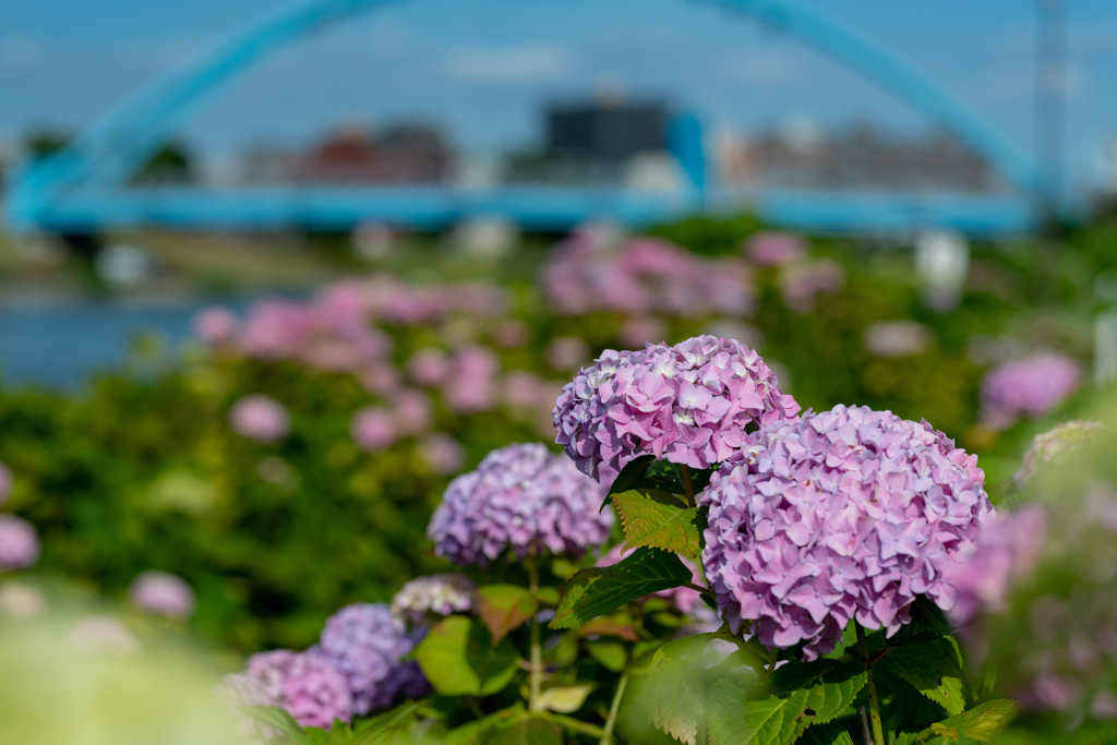 紫陽花の季節到来！ ブルーブリッジと共に～