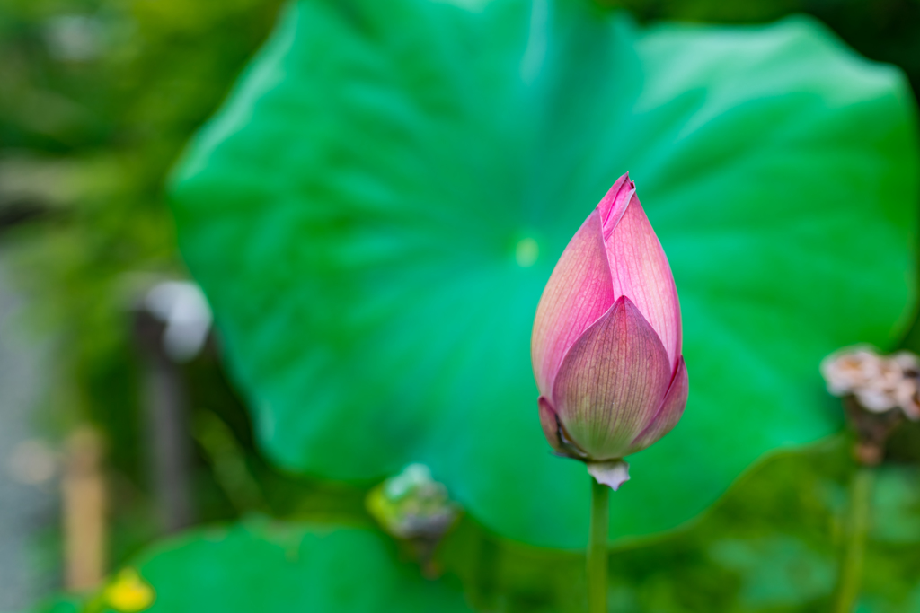 向島百花園②