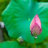 向島百花園②
