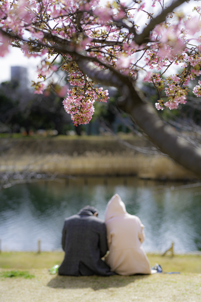 河津桜と陽だまりの中で By 京子たん Id 9375829 写真共有サイト Photohito
