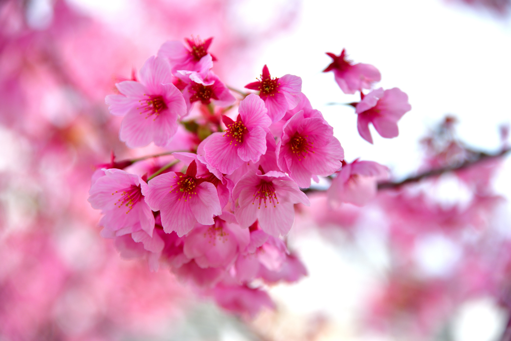 河津桜