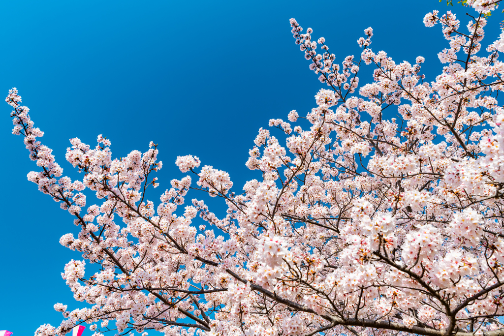 深青の空と桜