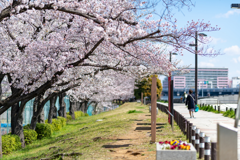 浅草の桜