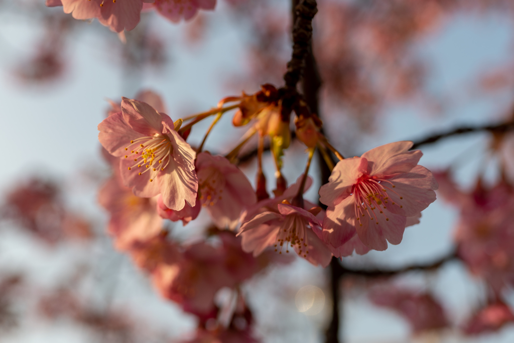 夕暮れ河津桜①