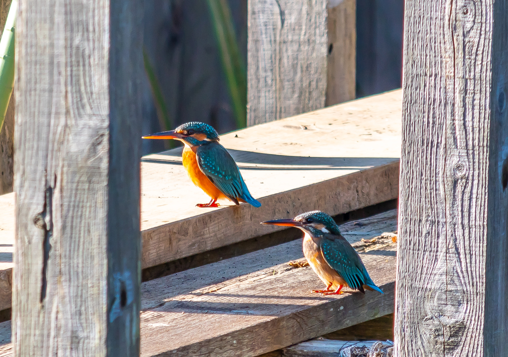 Second shooting kingfishers 第二回目　カワセミ①