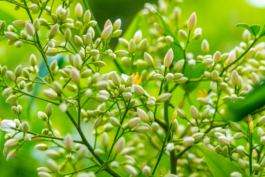 これってもしかして　花札に出てくる　安い手の札のやつですかね？