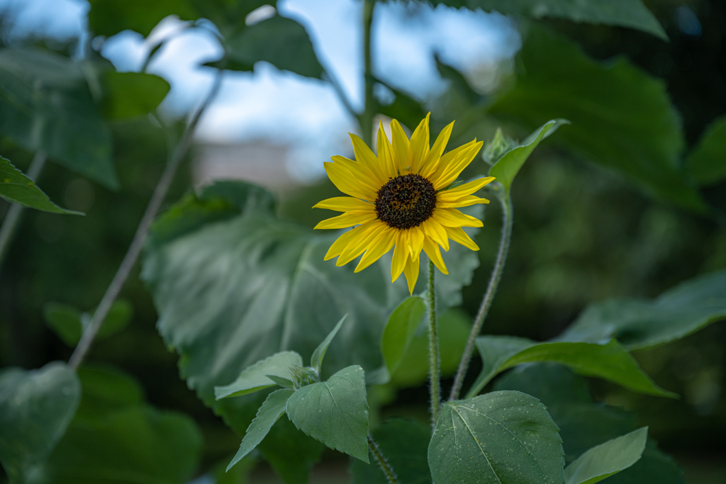 梅雨明けヒマワリ＾＾￥