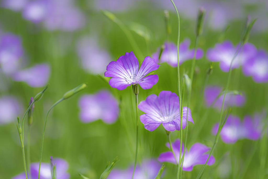 ＧＷに咲く春の花＾＾￥