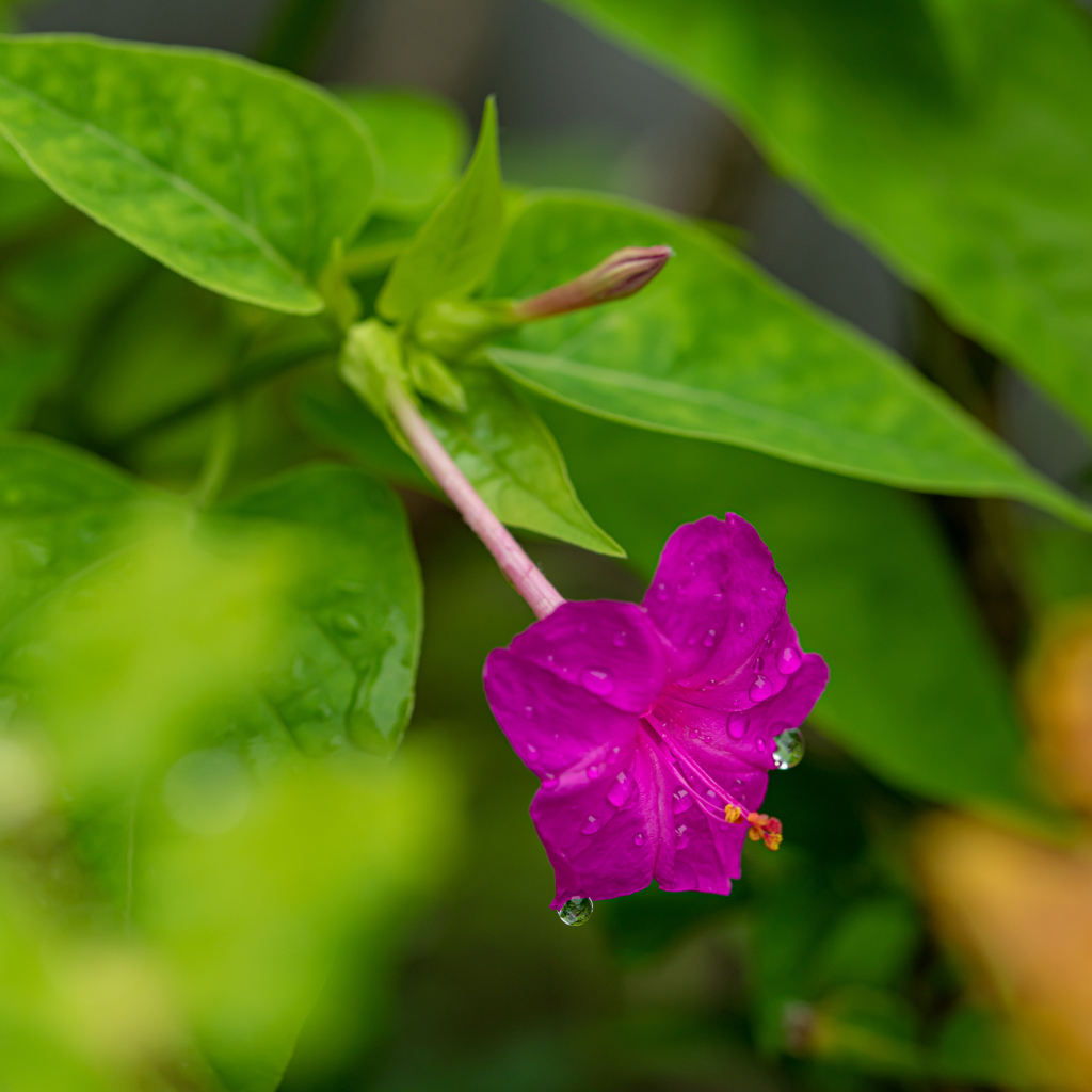 白粉花