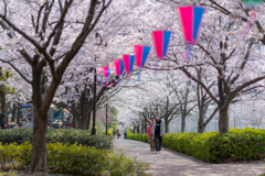 桜の天井と仲睦まじい二人