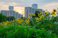 夕暮れひまわり②