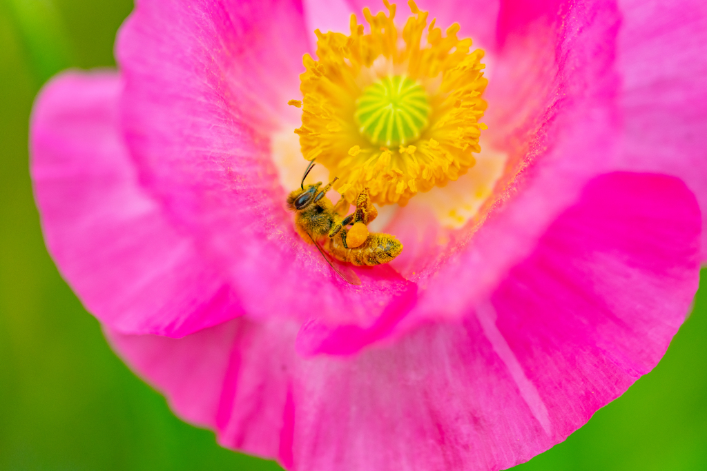 マクロ撮影２日目４