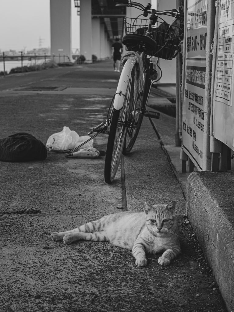 猫の避暑地！