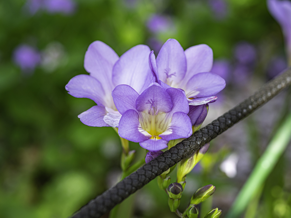 春の紫＾＾￥