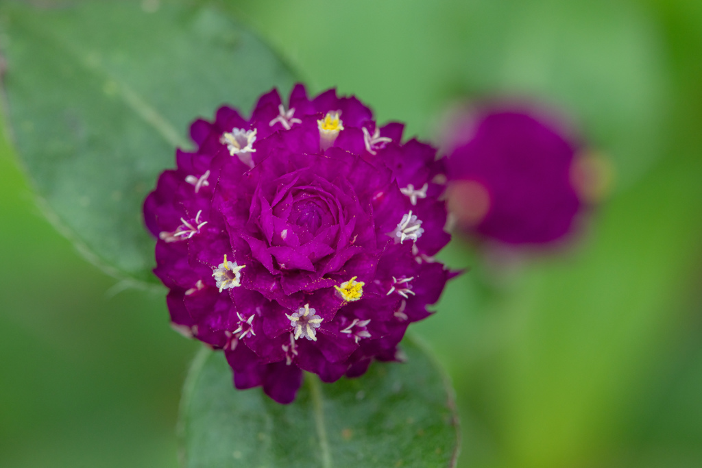 花の中に花が咲く！