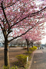 夕暮れ河津桜②