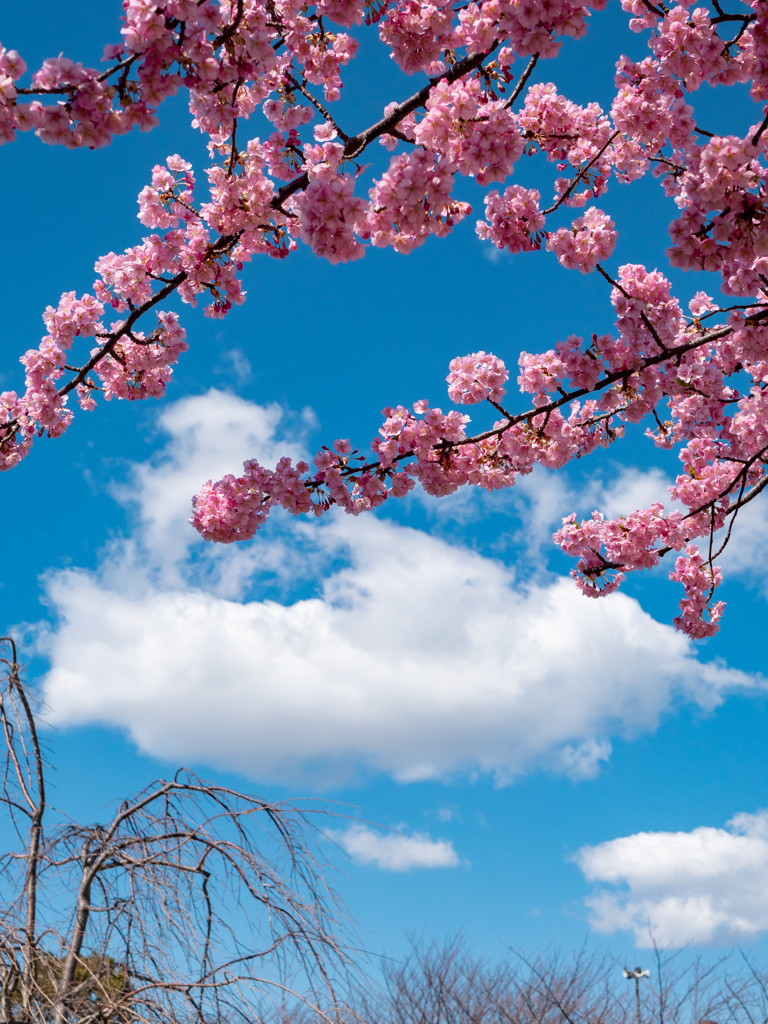雲と青空と桜と