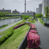 つつじと東京スカイツリー＾＾￥