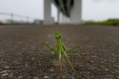 カマキリ ２０１９